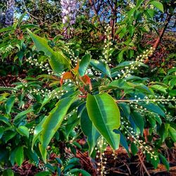 Plants growing on a tree