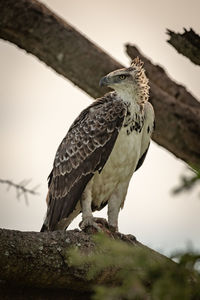 Juvenile martial eagle on branch looking left