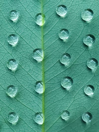 Full frame shot of water drops on leaf