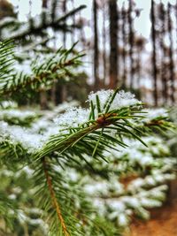 Close-up of pine tree during winter