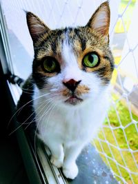 Close-up portrait of cat