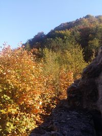 Scenic view of forest against sky