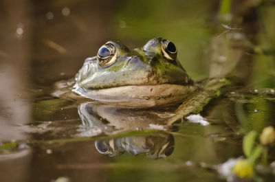 Close-up of frog in lake