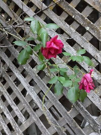 Close-up of pink flowering plants by fence