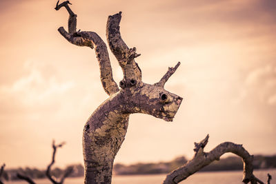 Close-up of driftwood on branch against sky