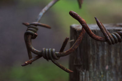 Close-up of rusty barbed wire