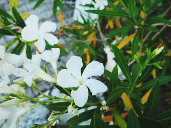 Close-up of white flowering plant