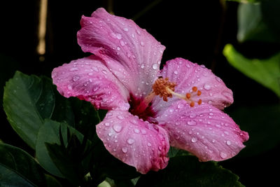 Close-up of raindrops on pink flower