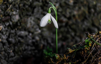 Close-up of white flowering plant