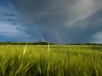 Scenic view of field against rainbow in sky