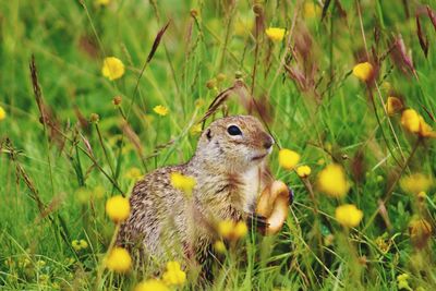 Close-up of a rabbit on field