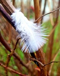 Close-up of feather on tree