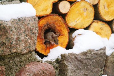 Close-up of mouse in log during winter