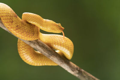 Close-up of snake