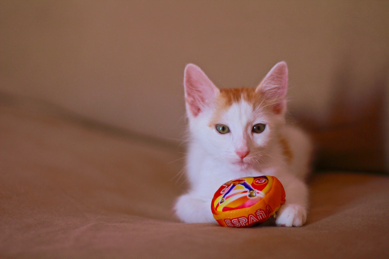 White and orange tabby cat