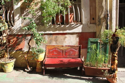 Potted plants in backyard