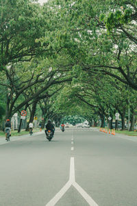 Trees by road in city