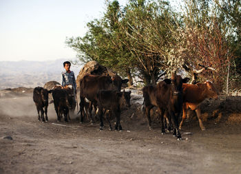 Man with cows and calfs on dirt road against sky
