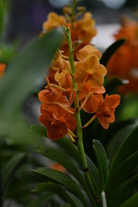 Close-up of flowers blooming outdoors