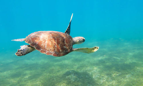 Turtle swimming in sea