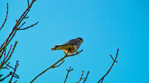 Young kestrel in tree top