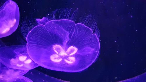 Close-up of jellyfish swimming in sea