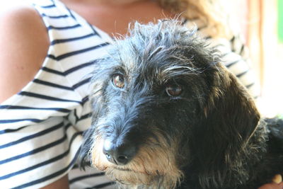 Close-up of dog looking away