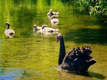 Swans swimming in lake