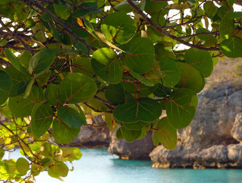 Close-up of tree against sky