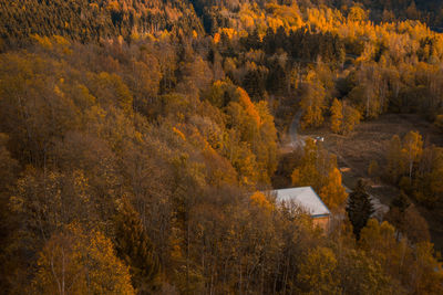 View of trees in forest during autumn