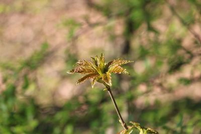 Close-up of flowering plant