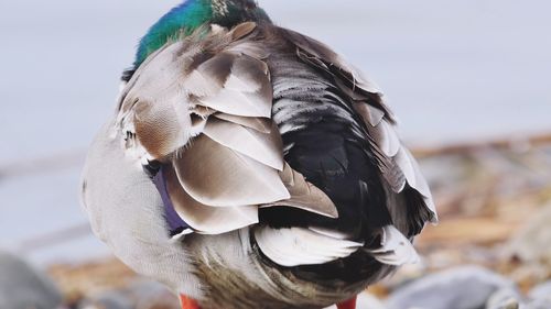 Close-up of a bird