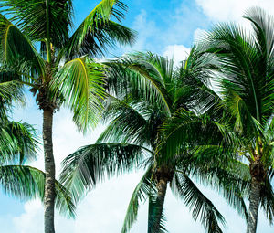 Low angle view of palm trees against sky