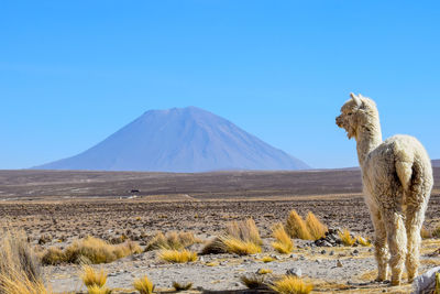 Scenic view of landscape against clear blue sky