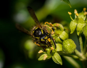 Close-up of bee on plant