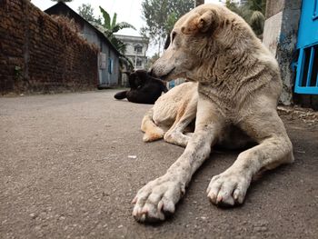 Dog relaxing in a city