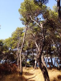 Trees in forest against clear sky