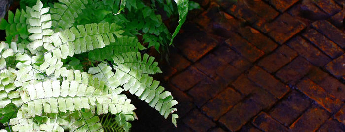 Close-up of plants