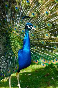 Close-up of peacock