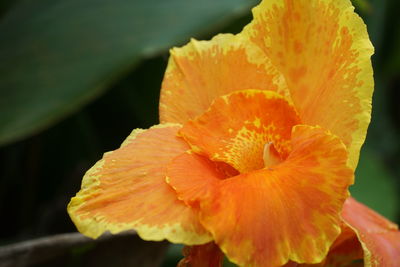 Close-up of yellow flower