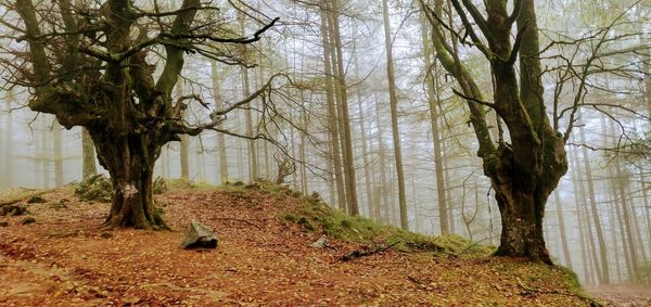 Trees in forest