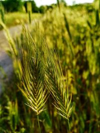 Close-up of wheat growing on field