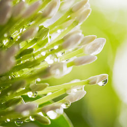 Close-up of water drops on flower blooming outdoors