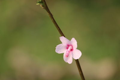 Close-up of pink flowers