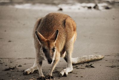 View of a kangaroo on land