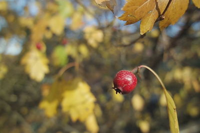 Close-up of red berries growing on tree