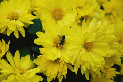 Close-up of bee on yellow flowers