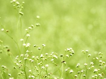 Close-up of insect on plant