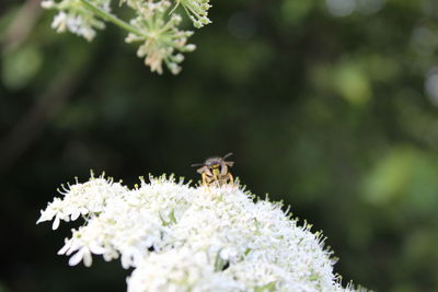 Close-up of bee on flower