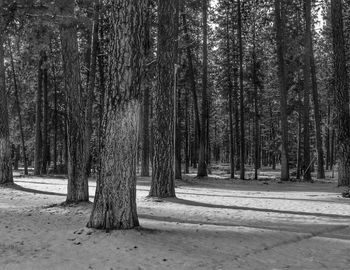 Trees in forest